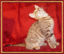 Pixie Bob kitten, Bandit, star-gazing